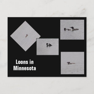 Loons in Minnesota Briefkaart