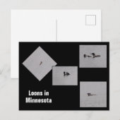 Loons in Minnesota Briefkaart (Voorkant / Achterkant)
