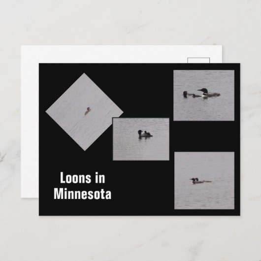 Loons in Minnesota Briefkaart (Voorkant / Achterkant)
