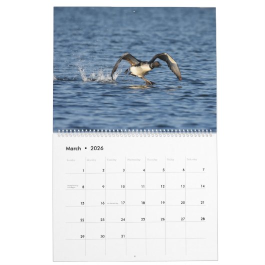 Loons & Loonlets (baby loons) Kalender (Mar 2026)