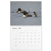 Loons & Loonlets (baby loons) Kalender (Feb 2027)