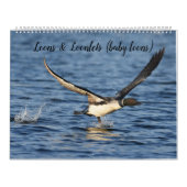 Loons & Loonlets (baby loons) Kalender (Hoes)