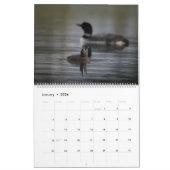 Loons & Loonlets (baby loons) Kalender (Jan 2026)