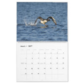 Loons & Loonlets (baby loons) Kalender (Mar 2027)