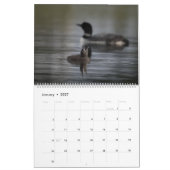 Loons & Loonlets (baby loons) Kalender (Jan 2027)