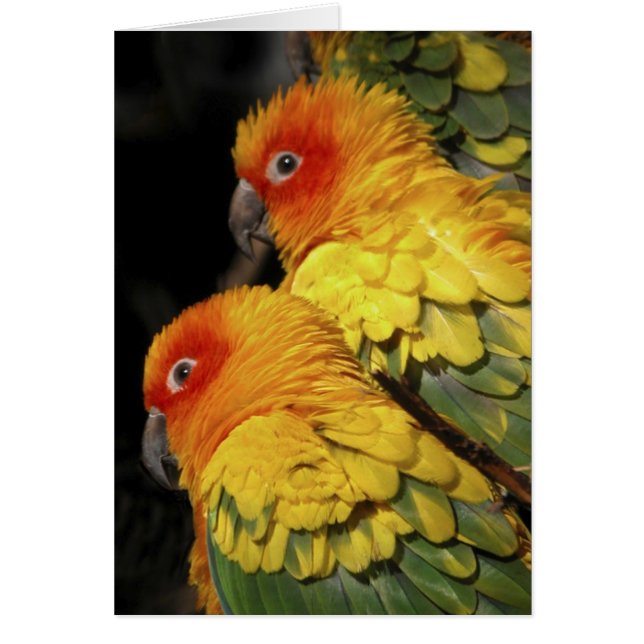 Loop aan de Wilde zijkant - Paar der Parrots (Voorkant)