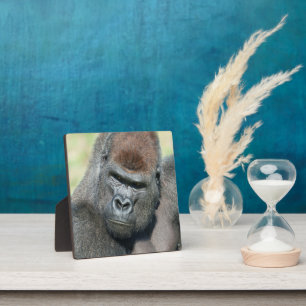 Loop de gorilla kanalen van de blik van zijn vader fotoplaat