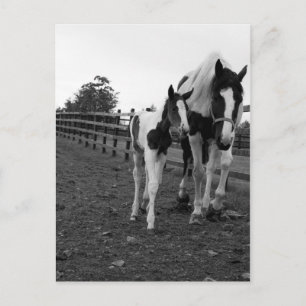 loop door de hek briefkaart