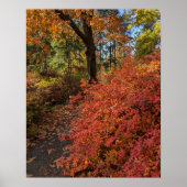 Loop door een herfstkleuren botanische tuin poster (Voorkant)