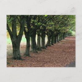 Loop in de bossen briefkaart