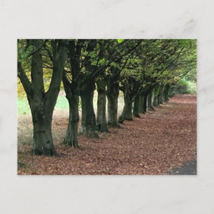 Loop in de bossen briefkaart