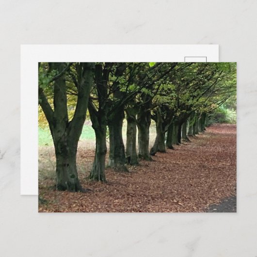 Loop in de bossen briefkaart (Voorkant / Achterkant)