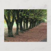 Loop in de bossen briefkaart (Voorkant)