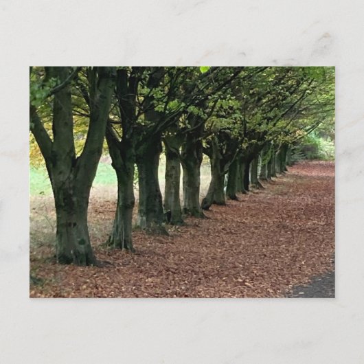 Loop in de bossen briefkaart (Voorkant)