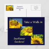 Loop in Sunflower Gardens Post Cards Sun Flowers Briefkaart (Voorkant / Achterkant)