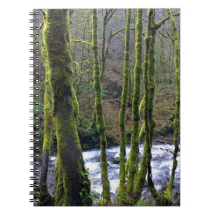Loopbaan bij de Herfsten van Bridal Veil, OF Notitieboek