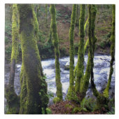 Loopbaan bij de Herfsten van Bridal Veil, OF Tegeltje (Voorkant)