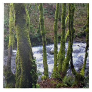 Loopbaan bij de Herfsten van Bridal Veil, OF Tegeltje