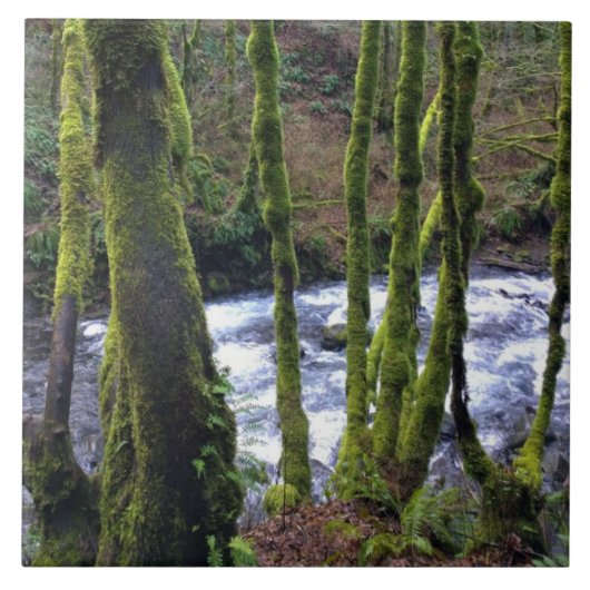 Loopbaan bij de Herfsten van Bridal Veil, OF Tegeltje (Voorkant)