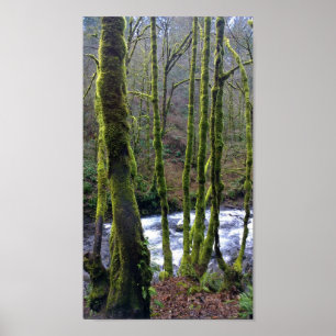 Loopbaan van de Herfsten van Bridal Veil, Oregon Poster