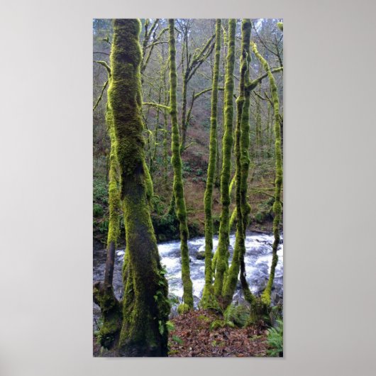 Loopbaan van de Herfsten van Bridal Veil, Oregon Poster (Voorkant)