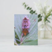 Looper moth ~ briefkaart (Staand voorkant)