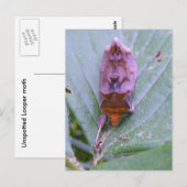 Looper moth ~ briefkaart (Voorkant / Achterkant)