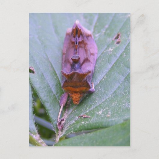 Looper moth ~ briefkaart (Voorkant)