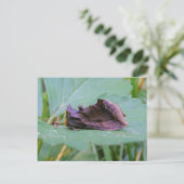 Looper Moth ~ briefkaart (Staand voorkant)