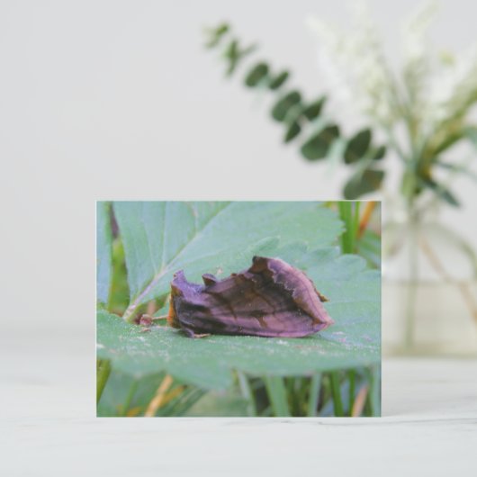 Looper Moth ~ briefkaart (Staand voorkant)