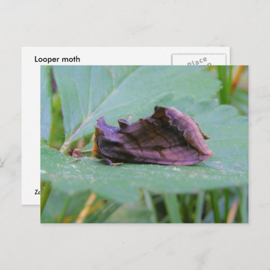 Looper Moth ~ briefkaart (Voorkant / Achterkant)