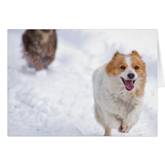 Loophonden (Voorkant Horizontaal)