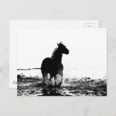 looppaard briefkaart (Voorkant / Achterkant)