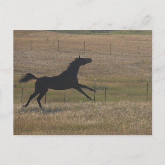 Looppas met het Briefkaart van de Wind (Voorkant)