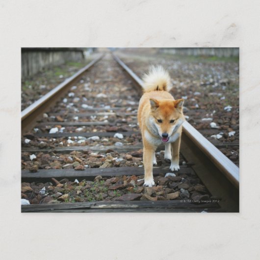 Loopspoor Briefkaart (Voorkant)