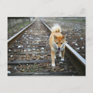 Loopspoor Briefkaart