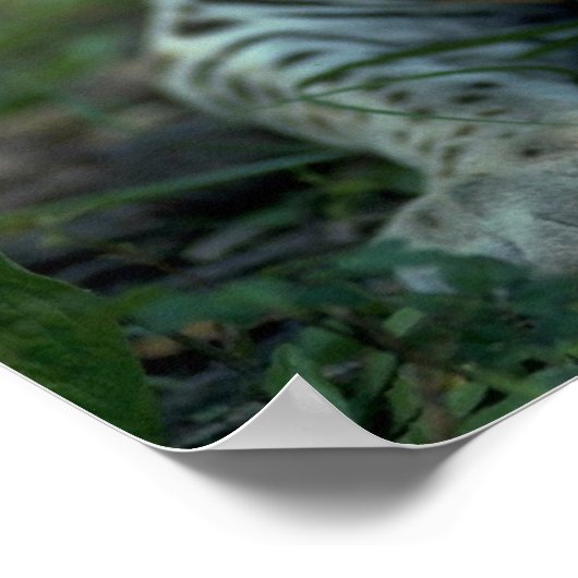 Loopt oelot neer poster (Hoek)