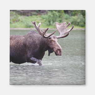 Loopt op een missie magneet