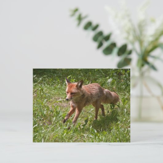 Loopvos Briefkaart (Staand voorkant)