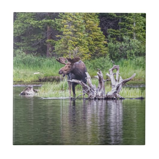 Loose Tegeltje (Voorkant)