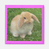 Lop Bunny Magneet (Voorkant)