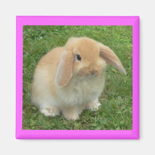 Lop Bunny Magneet (Voorkant)