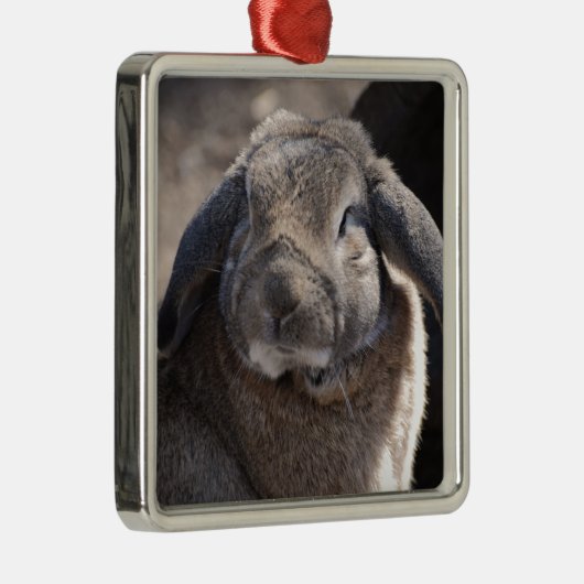 Lop Eared Rabbit Metalen Ornament (Rechts)