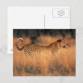 Lopard (Panthera pardus) Briefkaart (Voorkant / Achterkant)