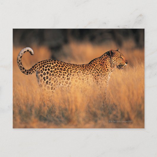 Lopard (Panthera pardus) Briefkaart (Voorkant)