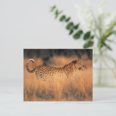 Lopard (Panthera pardus) Briefkaart (Staand voorkant)
