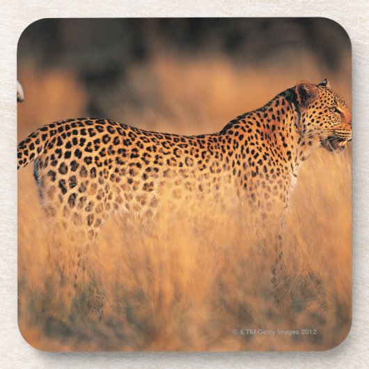 Lopard (Panthera pardus) Drankjes Onderzetter (Voorkant)