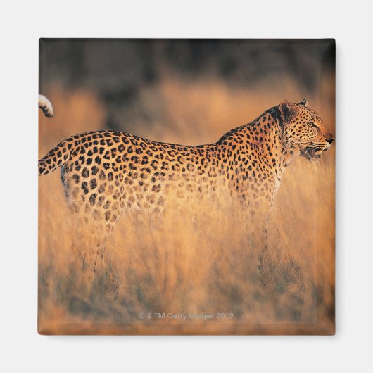 Lopard (Panthera pardus) Magneet (Voorkant)