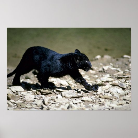 Lopard-zwarte fasecub (nat vanaf de rivier) poster (Voorkant)