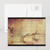 Lopende eenden briefkaart (Voorkant / Achterkant)